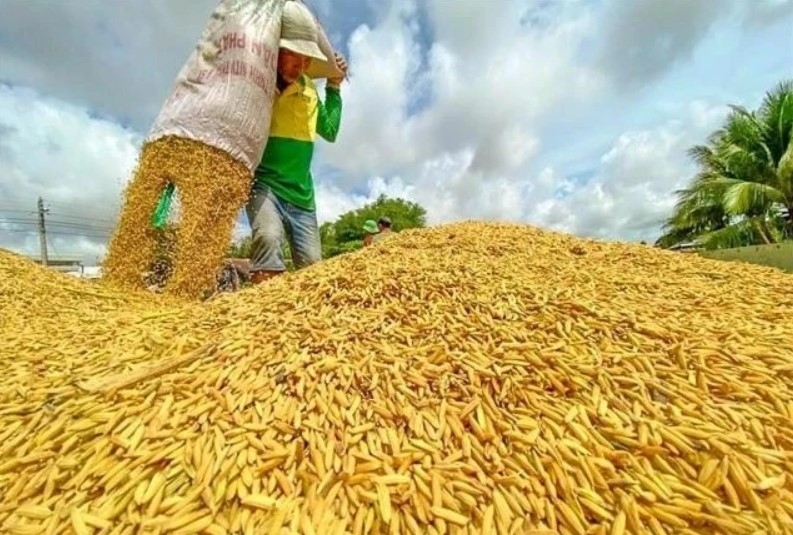 Rice export prices fall nearly 19% despite growing volume